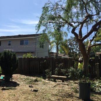 The Tree Guys - After - Tree Services Near Me - San Mateo, California The Tree Guys - After - Tree Services Near Me - San Mateo, California