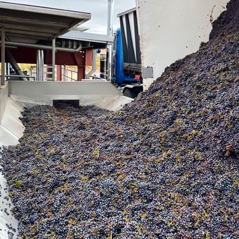 Toast Tours - Behind the scenes peek of the grapes being crushed! - Wine Tours Near Me - Paso Robles, California Toast Tours - Behind the scenes peek of the grapes being crushed! - Wine Tours Near Me - Paso Robles, California