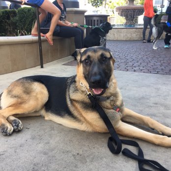 Cali K9 - Pet Training Near Me - San Jose, California