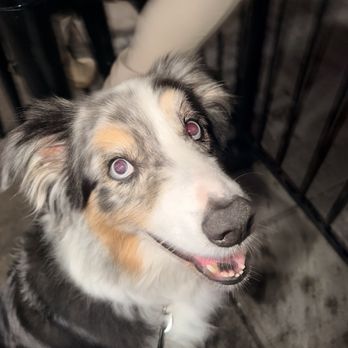 Farm To Smash - Dog friendly - Burgers Near Me - San Diego, California Farm To Smash - Dog friendly - Burgers Near Me - San Diego, California