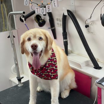 Dirty Dog Solutions - Pet Groomers Near Me