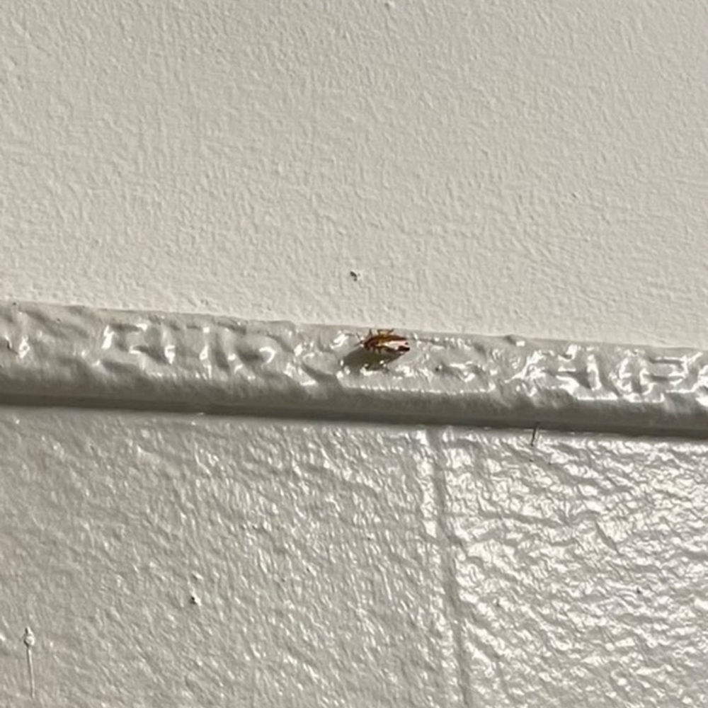 Tryax Realty - Roaches in units and common areas. - Real Estate Services Near Me - Bronx, New York Tryax Realty - Roaches in units and common areas. - Real Estate Services Near Me - Bronx, New York