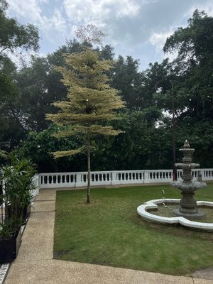 The Alkaff Mansion by null