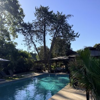 North Roots Tree Care - Before tree removed (trunk had rot). - Tree Services Near Me - Olivehurst, California North Roots Tree Care - Before tree removed (trunk had rot). - Tree Services Near Me - Olivehurst, California