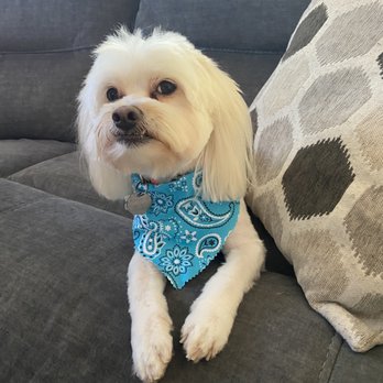 Scrub A Pup - After - Pet Groomers Near Me Scrub A Pup - After - Pet Groomers Near Me