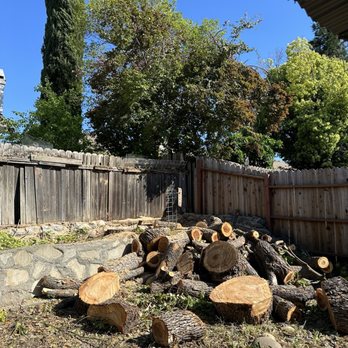 Johnston's Tree Service - During tree removal - Tree Services Near Me - Roseville, California