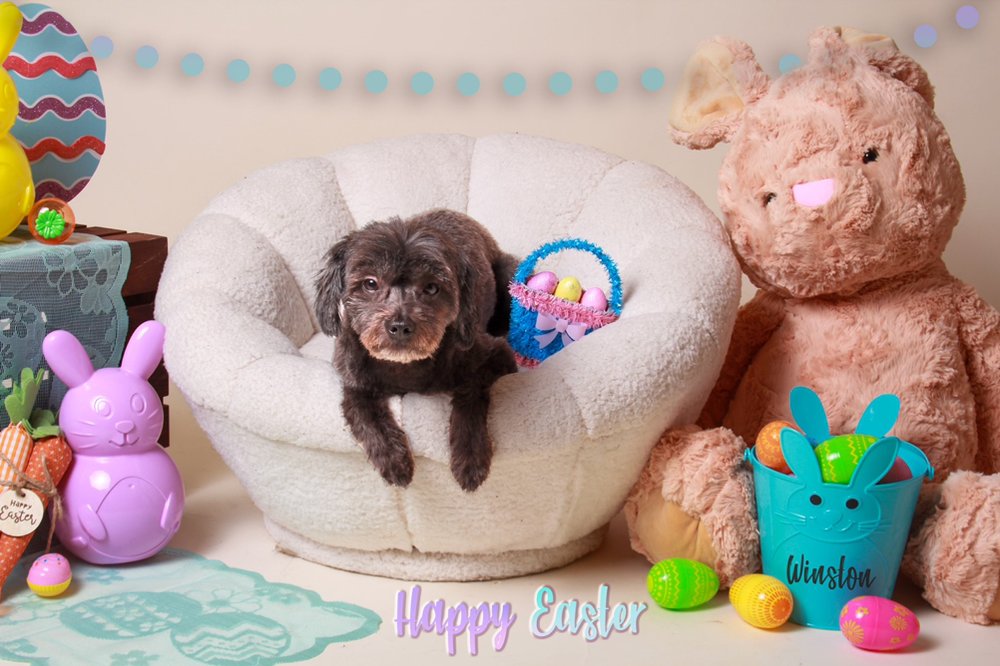 PAWS ON 5TH PET SPA Updated August 2024 34 Photos 504 Scott St