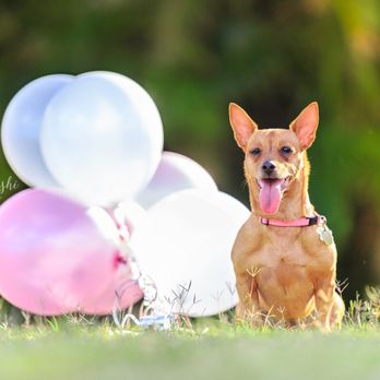 Keri Nakahashi Photography - Pet Photography Near Me