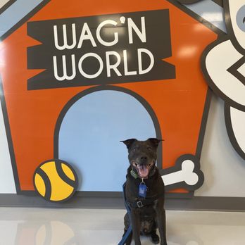 Wag'n World - Pet Boarding Near Me - Houston, Texas Wag'n World - Pet Boarding Near Me - Houston, Texas