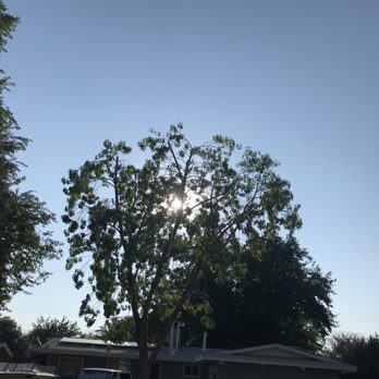 Tip Top Arborists - All done 8:30 after, another happy tree... - Tree Services Near Me - Lancaster, California