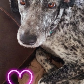 Coastal Canines Paw Spa - Czar looking fine!! - Pet Groomers Near Me - Longs, South Carolina