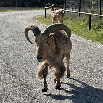 Fossil Rim Wildlife Center - Zoos Near Me - Glen Rose, Texas Fossil Rim Wildlife Center - Zoos Near Me - Glen Rose, Texas