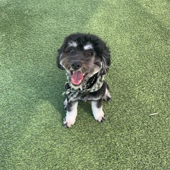 Parkers Paws - Pet Groomers Near Me Parkers Paws - Pet Groomers Near Me