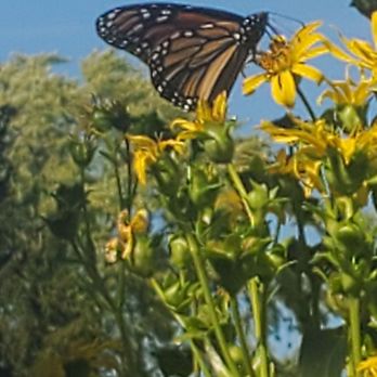 Manistee Inn & Marina - Butterfly on bushes outside hotel - Hotels Near Me - Manistee, Michigan Manistee Inn & Marina - Butterfly on bushes outside hotel - Hotels Near Me - Manistee, Michigan