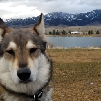 MAP Brewing Co - Sad dog on the grass. - Breweries Near Me - Bozeman, Montana