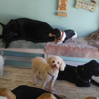 Doggie Dos - Pet Groomers Near Me - La Mesa, California Doggie Dos - Pet Groomers Near Me - La Mesa, California
