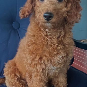 Petit Jean Puppies - Our adorable goldendoodle, Henry, from Petit Jean Puppies - Pet Stores Near Me - Oppelo, Arkansas Petit Jean Puppies - Our adorable goldendoodle, Henry, from Petit Jean Puppies - Pet Stores Near Me - Oppelo, Arkansas