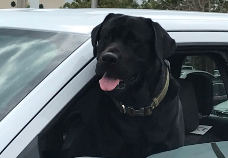 Slide of Blue Dog Roofing & Construction