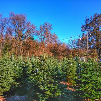 Noble Trees - Christmas Trees Near Me - Pleasant Hill, California