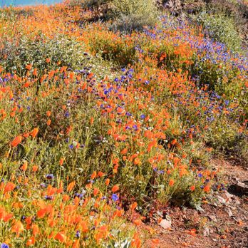 Walker Canyon Ecological Reserve - Poppies and purple flowers - Wildlife Hunting Ranges Near Me