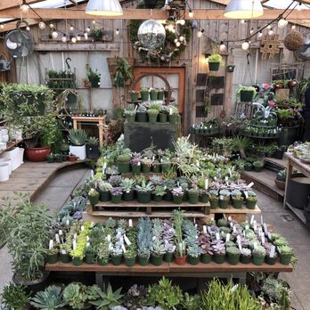 Succulence - Team Building Activities Near Me