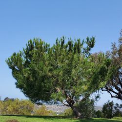 Buddy Todd Park