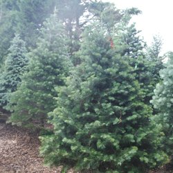 Water Crest Farms Nursery - We are the place to go for Conifers!