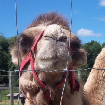 Oaklawn Farm Zoo - Zoos Near Me - Aylesford, Nova Scotia Oaklawn Farm Zoo - Zoos Near Me - Aylesford, Nova Scotia