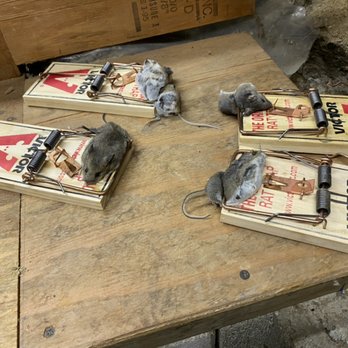 Bro Rodent Proofing - we are quick to solve the problem - Pest Control Near Me Bro Rodent Proofing - we are quick to solve the problem - Pest Control Near Me