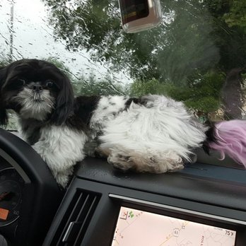 Playful Pets - Yoyo chillin on the car dash with her pink tail - Pet Stores Near Me - Conshohocken, Pennsylvania Playful Pets - Yoyo chillin on the car dash with her pink tail - Pet Stores Near Me - Conshohocken, Pennsylvania