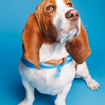 Hometown Veterinary Partners - Veterinarians Near Me - Myrtle Beach, South Carolina Hometown Veterinary Partners - Veterinarians Near Me - Myrtle Beach, South Carolina