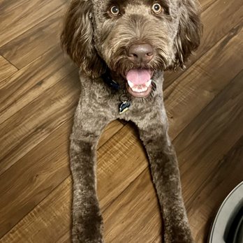 Suds N Bubbles - Pet Groomers Near Me - Las Vegas, Nevada Suds N Bubbles - Pet Groomers Near Me - Las Vegas, Nevada