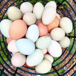 Kreeky Tree Farm - Farm fresh eggs