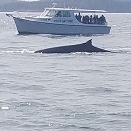 Awesome trip! My wife, sister and brother in law went on a whale watch, not know what to expect, breathtaking. Mark and Bev T