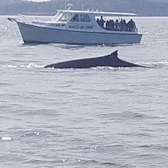 Eastport Windjammers - Awesome trip! My wife, sister and brother in law went on a whale watch, not know what to expect, breathtaking. Mark and Bev T - Boat Charters Near Me - Eastport, Maine Eastport Windjammers - Awesome trip! My wife, sister and brother in law went on a whale watch, not know what to expect, breathtaking. Mark and Bev T - Boat Charters Near Me - Eastport, Maine