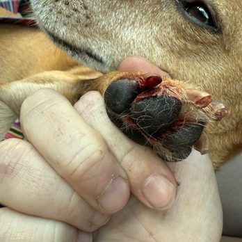 Pampered Pets - Bleeding nails - Pet Sitting Near Me - Page, Arizona