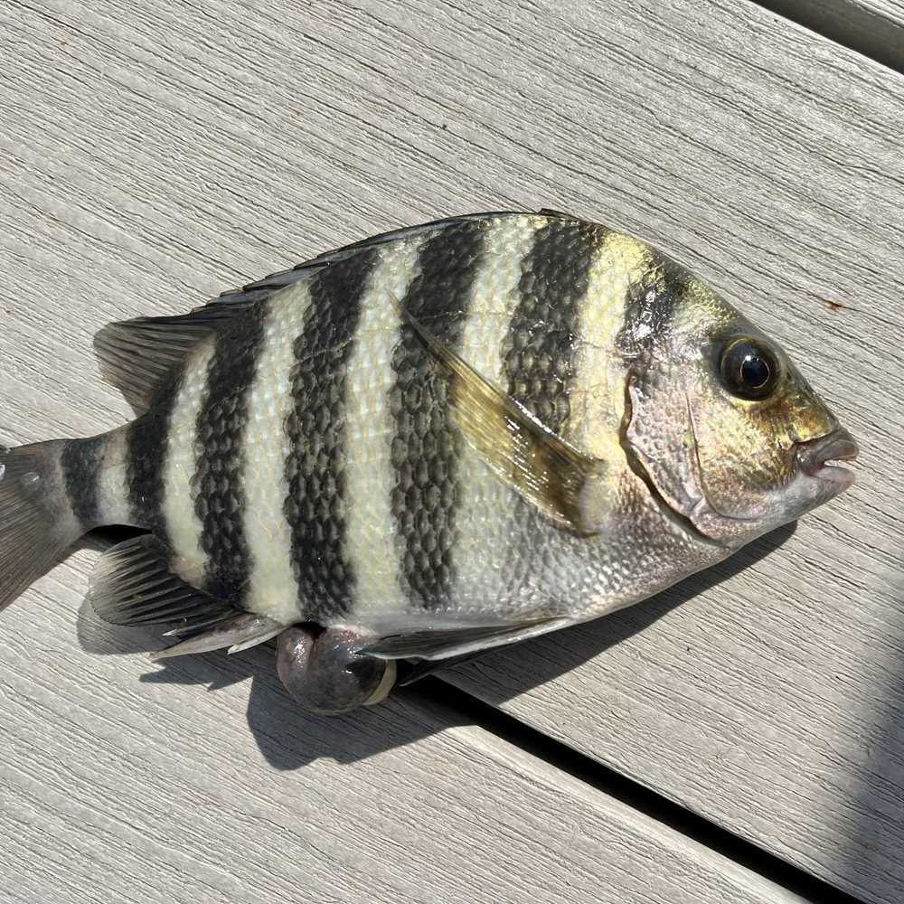 Crazy Lure - Sporting Goods Near Me - Cape Coral, Florida Crazy Lure - Sporting Goods Near Me - Cape Coral, Florida