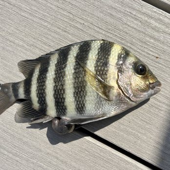Crazy Lure - Sporting Goods Near Me - Cape Coral, Florida Crazy Lure - Sporting Goods Near Me - Cape Coral, Florida