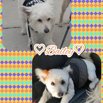 Star Dogs - Bailey's 2nd time here & got her cute cut from Eri! She loves it here. - Pet Groomers Near Me - La Mesa, California
