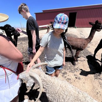 Our Red Barn Ranch - Petting goats. - Ranches Near Me - Calhan, Colorado Our Red Barn Ranch - Petting goats. - Ranches Near Me - Calhan, Colorado