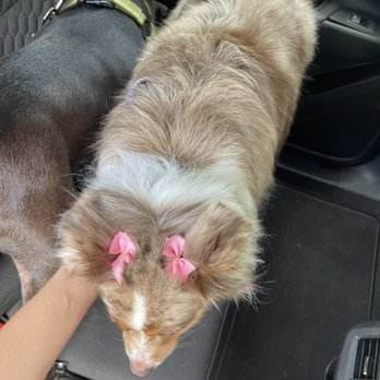 Pups & Kitts Grooming - Cute bows! - Pet Groomers Near Me - Sugar Land, Texas Pups & Kitts Grooming - Cute bows! - Pet Groomers Near Me - Sugar Land, Texas
