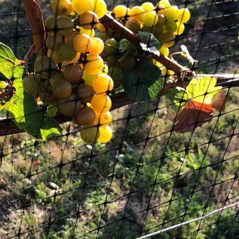 Hamptons Wine tours - Grapes on their way to ripening - Wine Tours Near Me - Riverhead, New York Hamptons Wine tours - Grapes on their way to ripening - Wine Tours Near Me - Riverhead, New York