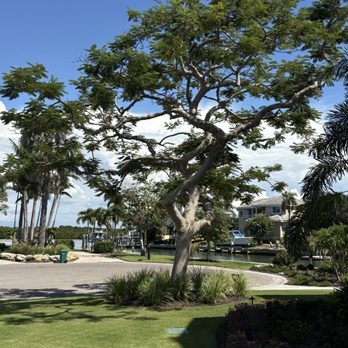 Southern Comfort Tree Service - Tree looks totally new with perfection. - Tree Services Near Me Southern Comfort Tree Service - Tree looks totally new with perfection. - Tree Services Near Me
