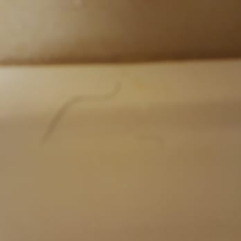 Harrah's Laughlin - A Caesars Rewards Destination - Pubic hair in bathroom - Hotels Near Me - Laughlin, Nevada Harrah's Laughlin - A Caesars Rewards Destination - Pubic hair in bathroom - Hotels Near Me - Laughlin, Nevada