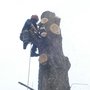 Photo of Taylor And Rhodes Tree Services