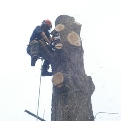 Taylor And Rhodes Tree Services - andy de limbing tree