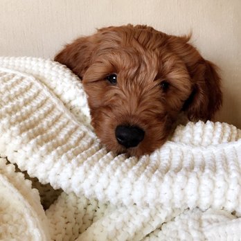 Arizona Goldendoodles - Pet Breeders Near Me