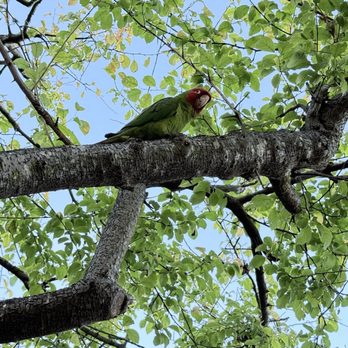 Ina Coolbrith Park - Parrot - Parks Near Me - San Francisco, California Ina Coolbrith Park - Parrot - Parks Near Me - San Francisco, California