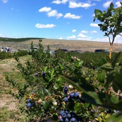 Berry Blue Farms