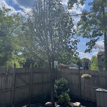 Medina's Tree Service - Tree trimmed in the backyard. - Tree Services Near Me Medina's Tree Service - Tree trimmed in the backyard. - Tree Services Near Me